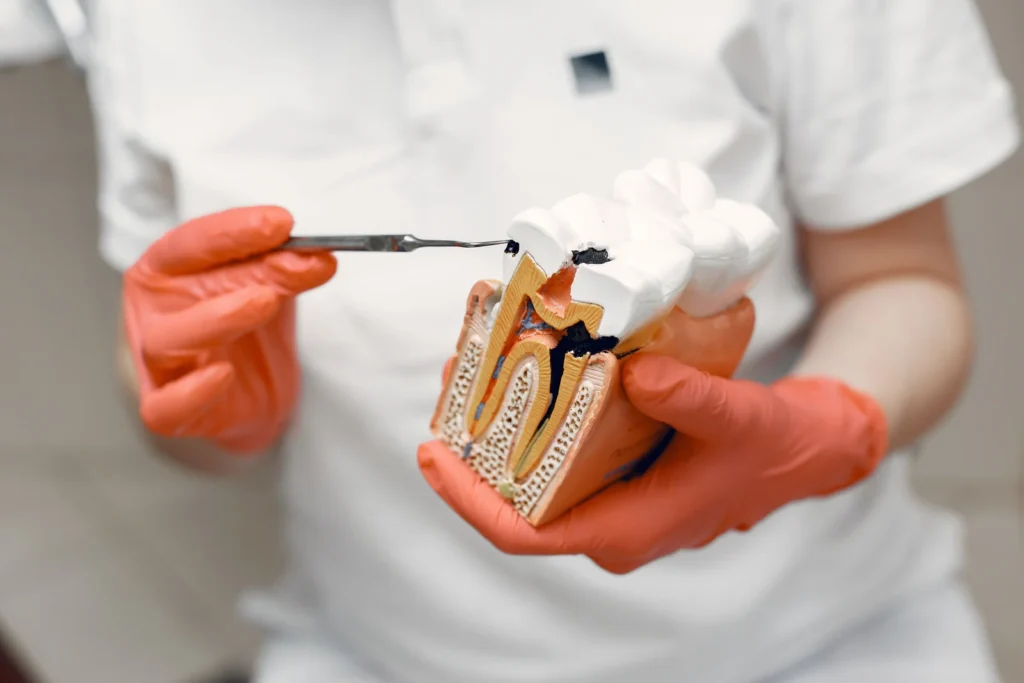 Modelo anatomico em corte mostrando a estrutura interna de um dente
